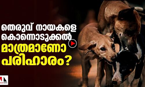തെരുവുനായകളെ കൊന്നൊടുക്കുന്നതാണോ പ്രതിവിധി?