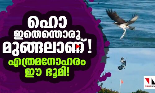 ഹൊ.. ഇതെന്തൊരു മുങ്ങലാണ് എത്രമനോഹരം..സൂക്ഷമം!