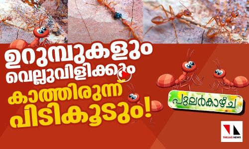 ഉറുമ്പുകളും കാത്തിരുന്നു പിടികൂടും, വെല്ലുവിളിക്കും?
